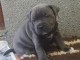 Chiots staffordshire bull terrier a donner