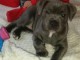 Chiots staffordshire bull terrier a donner