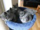  Chatons Chartreux mâles et femelle 