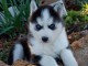 Superbe chiots Husky Sibérien a donner 1 femelle et 2 mâles