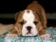 Superbe Bulldog anglais pedigree