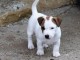 Supers Chiots jack Russell