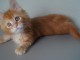 Cins chatons maine coon