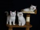 Je donne chatons ragdoll