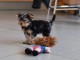 Adorables Chiots yorkshire terrier disponible pour adoption