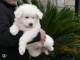 Chiots berger blanc suisse disponible de suite