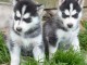 Donne chiots husky sibérien 