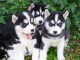 Donne chiots husky sibérien