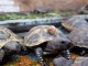 Superbes Tortues terrestres Hermann Testudo Hermanni