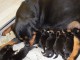 Magnifiques Chiots Rotweiller Pure Race 