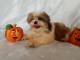 Chiots de race shih tzu Disponible à donner