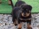 Chiots rottweiler à donner