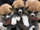 Magnifiques Chiots akita inu Disponibles