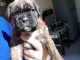 A donner pour adoption chiots Boxer