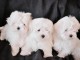 Adorables Chiots Bichon Maltais Pure Race