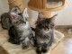 chatons maine coon pour adoption