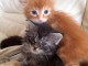 A donner chatons de race MAINE COON 