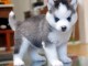 5 magnifiques chiots husky attendent d