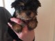 3 adorables chiots Yorkshire Terrier