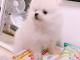 Adorable chiots spitz nain lof