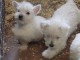 Chiots West Highland White Terrier a donner