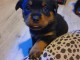 Chiots Rottweiler LOF disponible