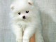 Magnifiques chiots spitz nain