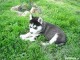 Magnifiques Chiots Husky Sibérien Lof