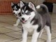 Magnifiques Chiots Husky Sibérien Lof