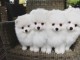 superbe chiots spitz nain lof