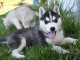 Disponibles «3 chiots husky sibérien