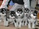 Disponibles «3 chiots husky sibérien