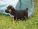 Chiots berger allemand lofs à réservé