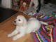 Chiots Golden Retriever