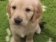 Chiots Golden Retriever