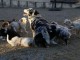 Chiots berger australiens 