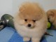 Magnifiques chiots SPITZ POMERANIAN LOF