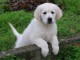 Chiots Golden Retriever