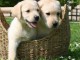 Chiots Golden Retriever