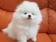 Magnifique Chiots spitz nain 