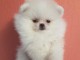 Nos Chiots spitz nain non lof