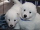 Magnifique chiots berger blanc suisse 