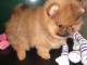 chiot spitz nain d une magnifique portee 