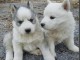 jlie chiots husky a donner