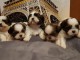 Exceptionnels Chiots Shih Tzu Pure Race