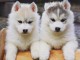 Adorables chiots husky