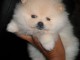 Authentiques chiots Spitz Nain 