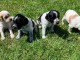 Chiots epagneul breton