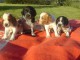 Chiots epagneul breton