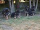 Chiots berger allemand